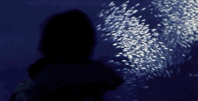 海1.gif