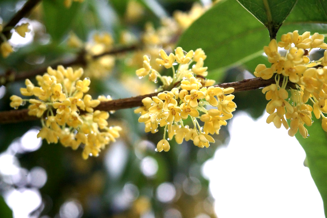 木樨, 雨滴, 动物