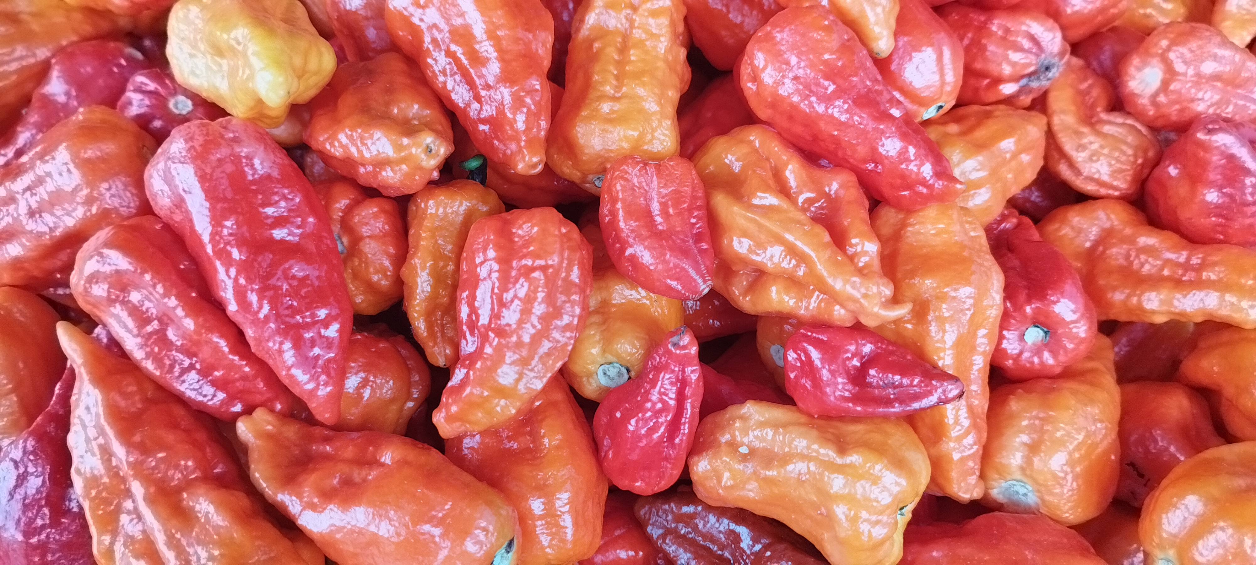 工业辣椒烘干现场