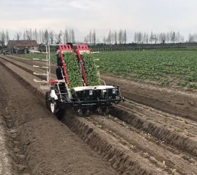悅田——PF2R全自動蔬菜移栽機應用案例