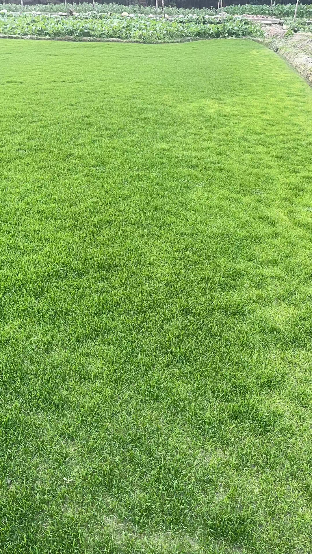 草坪批发厂家怎么选？