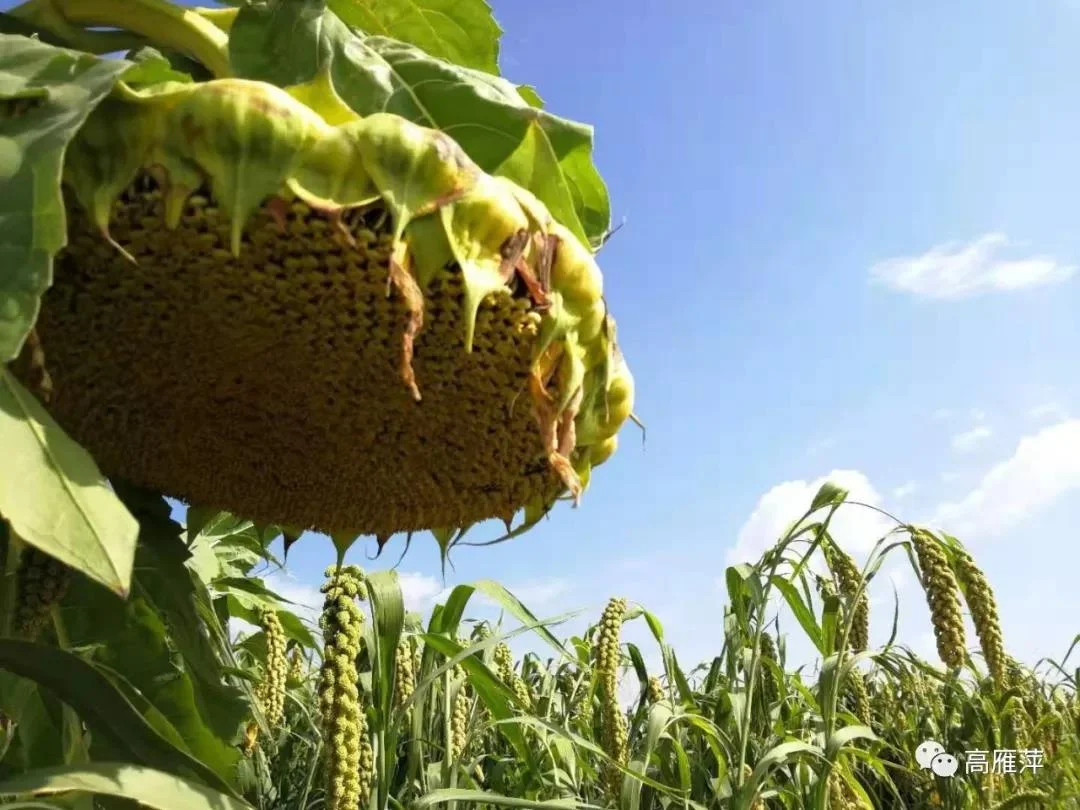 蒙清榮獲“2019年度呼和浩特市工程技術研究中心”稱號