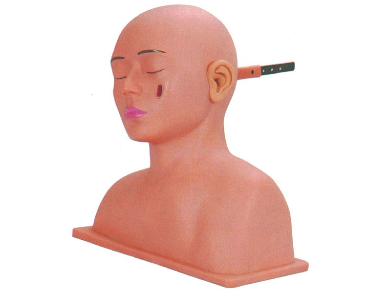 高級耳診斷模型.jpg 高級耳診斷模型.jpg