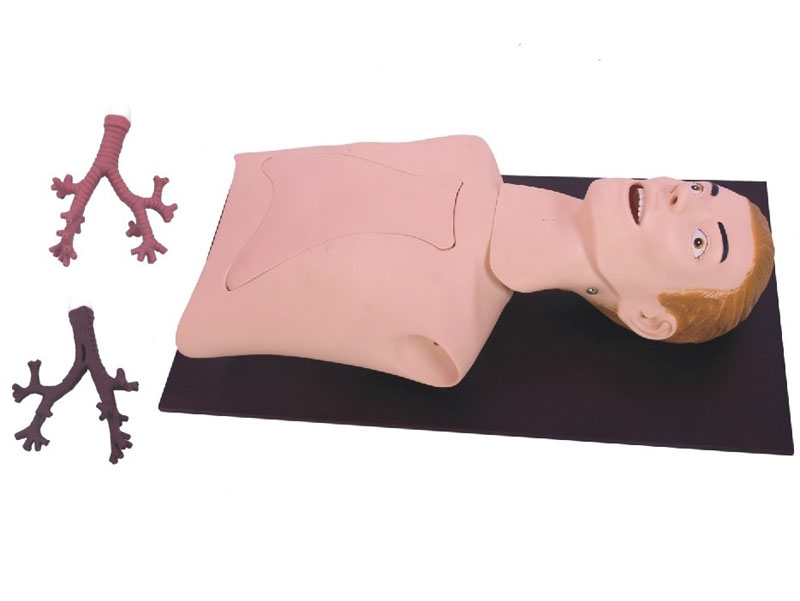 支氣管內窺鏡訓練模型.jpg 支氣管內窺鏡訓練模型.jpg