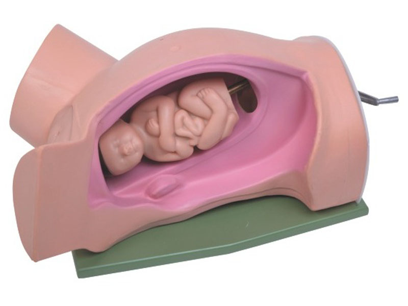 上醫寶松堂分娩機轉示教模型.jpg 上醫寶松堂分娩機轉示教模型.jpg