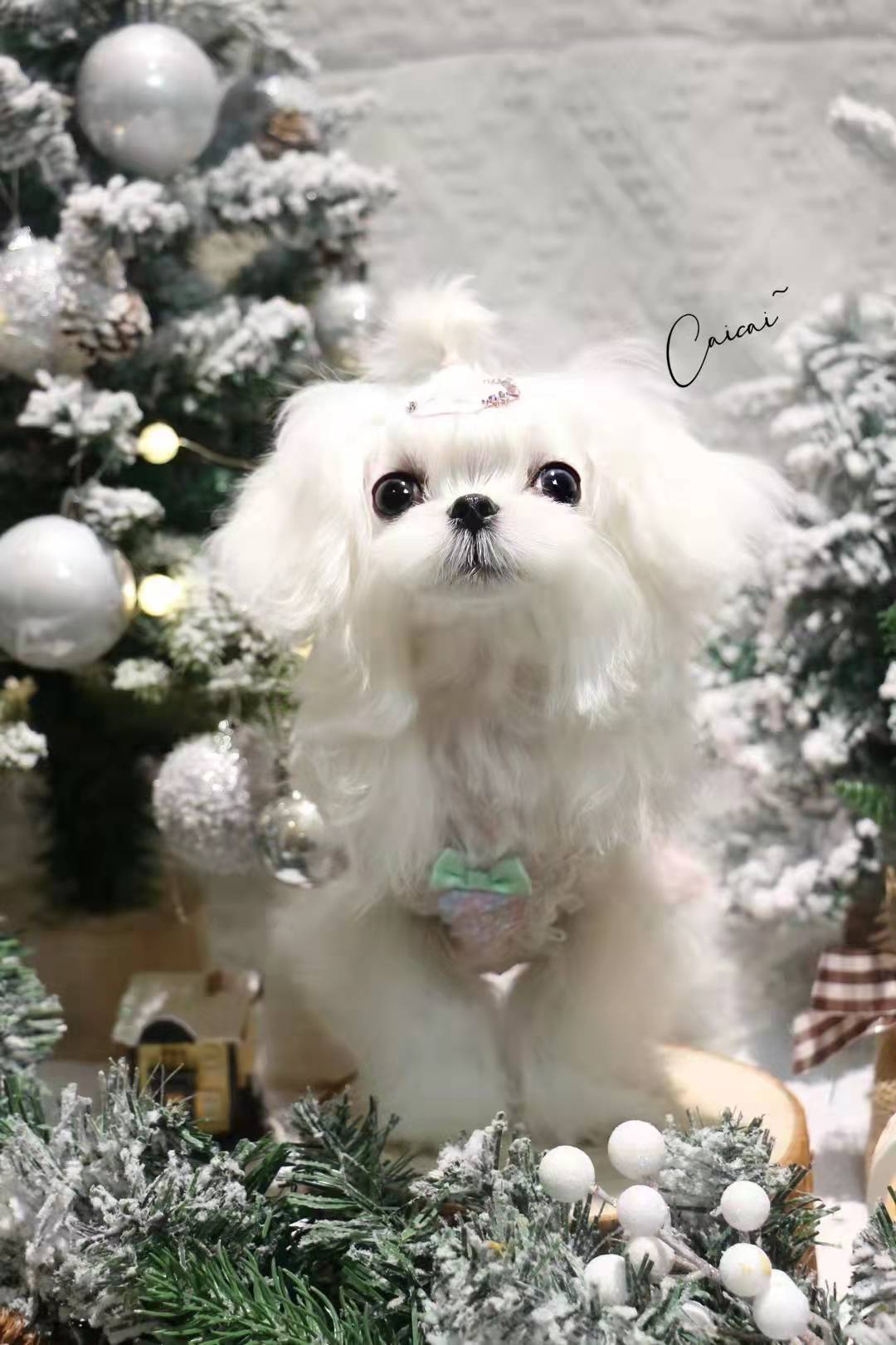 5個(gè)寵物小知識(shí)