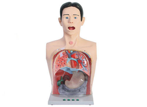 高級透明洗胃模型.jpeg 高級透明洗胃模型.jpeg