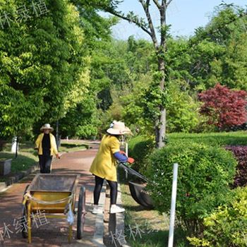 綠植種植營(yíng)養(yǎng)