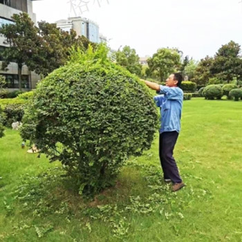 綠植維護(hù)