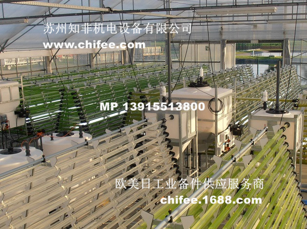 Algae-farming.jpg Algae-farming.jpg