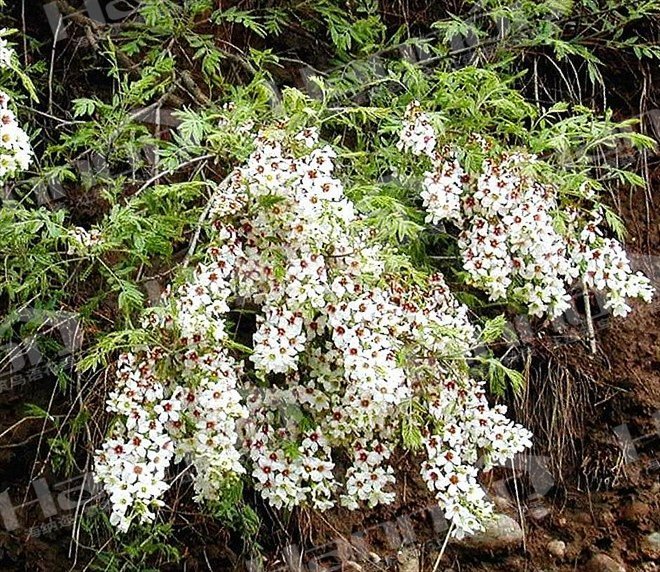 奇异植物——文冠果