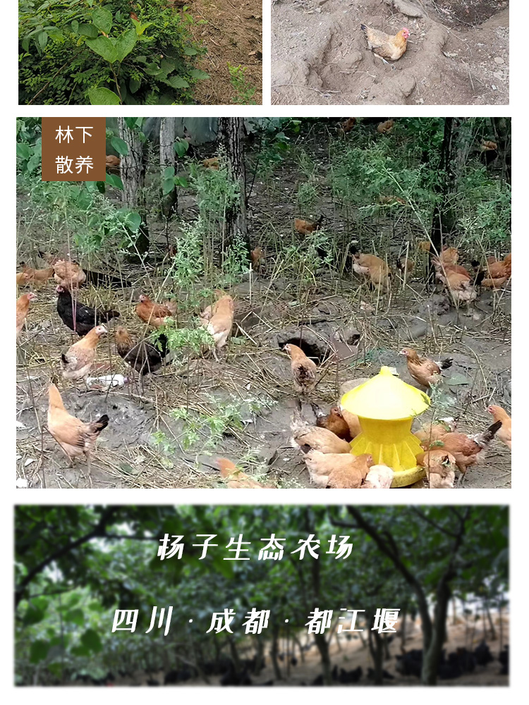 土雞蛋_08.jpg