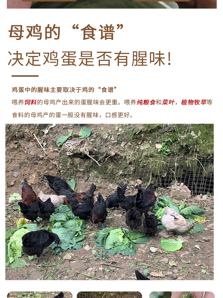 烏雞綠殼蛋-_05.jpg