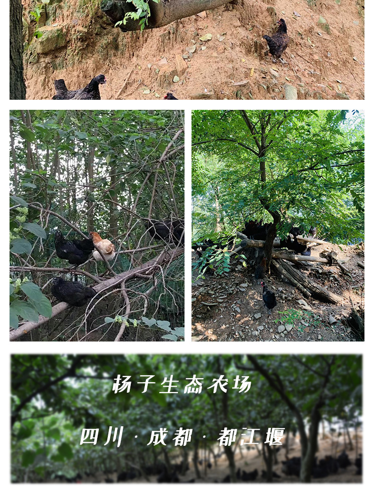 烏雞綠殼蛋-_10.jpg