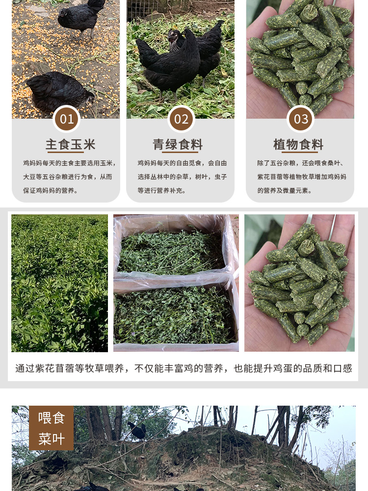烏雞綠殼蛋-_06.jpg