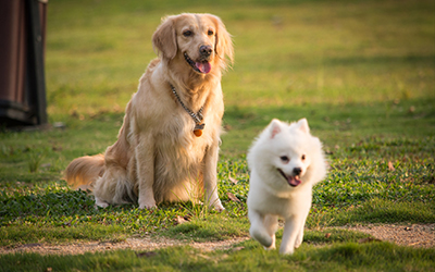 上海百特美寵物用品有限公司