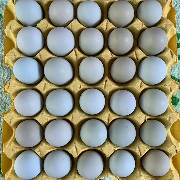 烏雞綠殼蛋