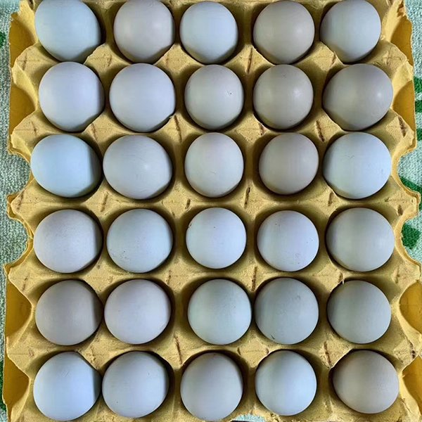 烏雞綠殼蛋