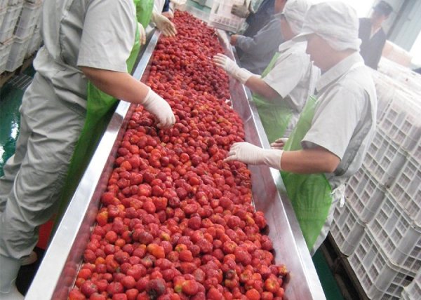 漿果汁加工生産線