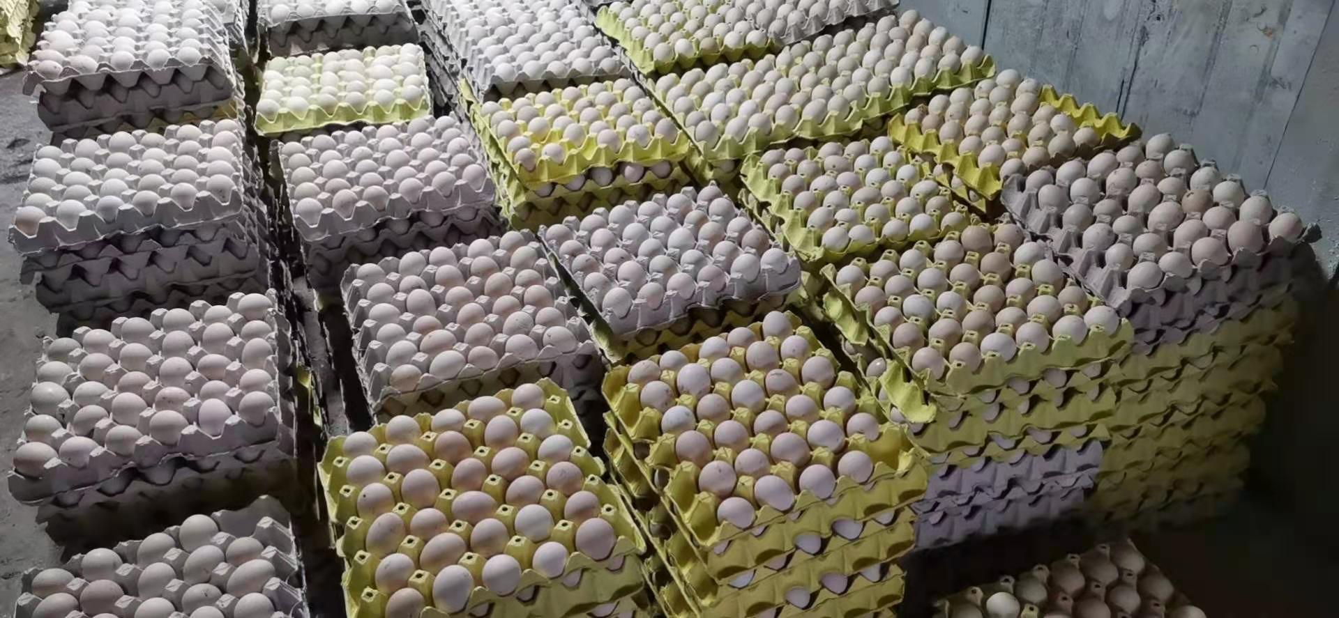 烏雞蛋批發(fā) 烏雞蛋批發(fā)