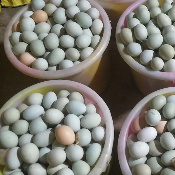 烏雞蛋批發(fā) 烏雞蛋批發(fā)