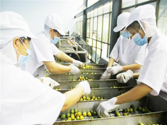 青梅加工生产线