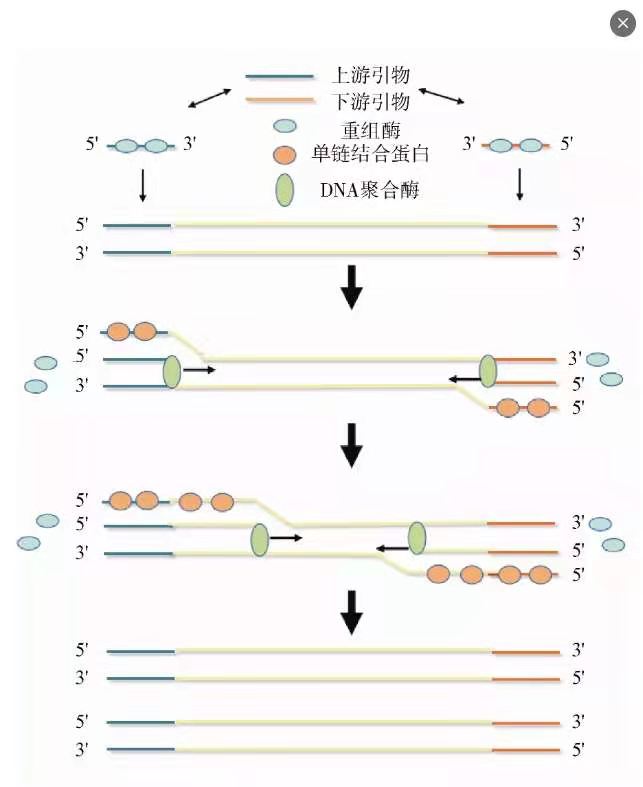 AVT好文分享：用于新型冠狀病毒核酸檢測的即時檢測方法研究進展-艾偉拓（上海）醫(yī)藥科技有限公司