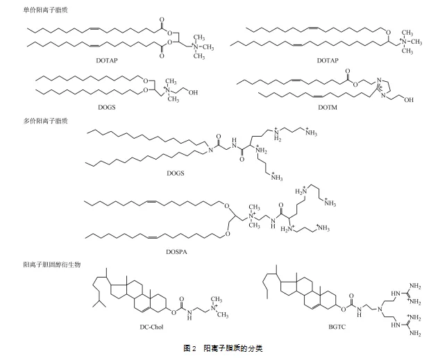 AVT帶來陽離子脂質(zhì)體技術(shù)知識分享-艾偉拓（上海）醫(yī)藥科技有限公司