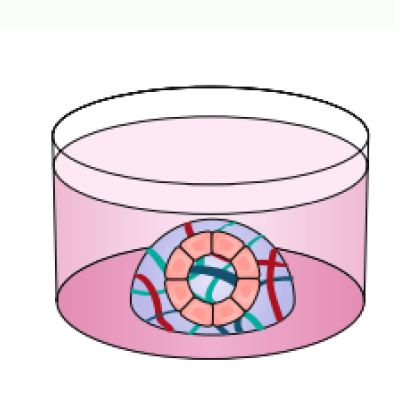 基于類器官培養的腫瘤藥效評價