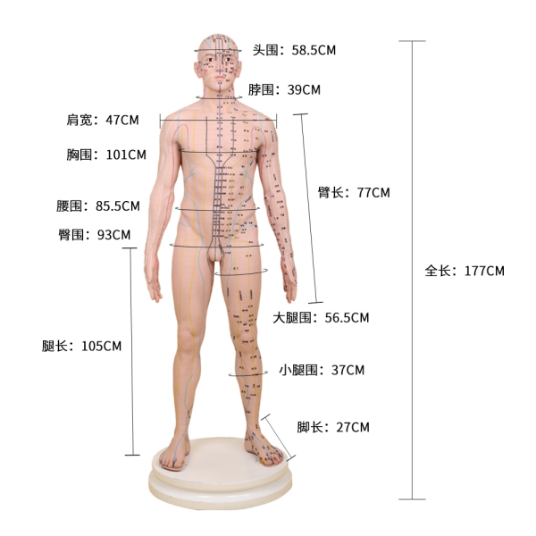 人體針灸穴位模型(硅膠材質(zhì))