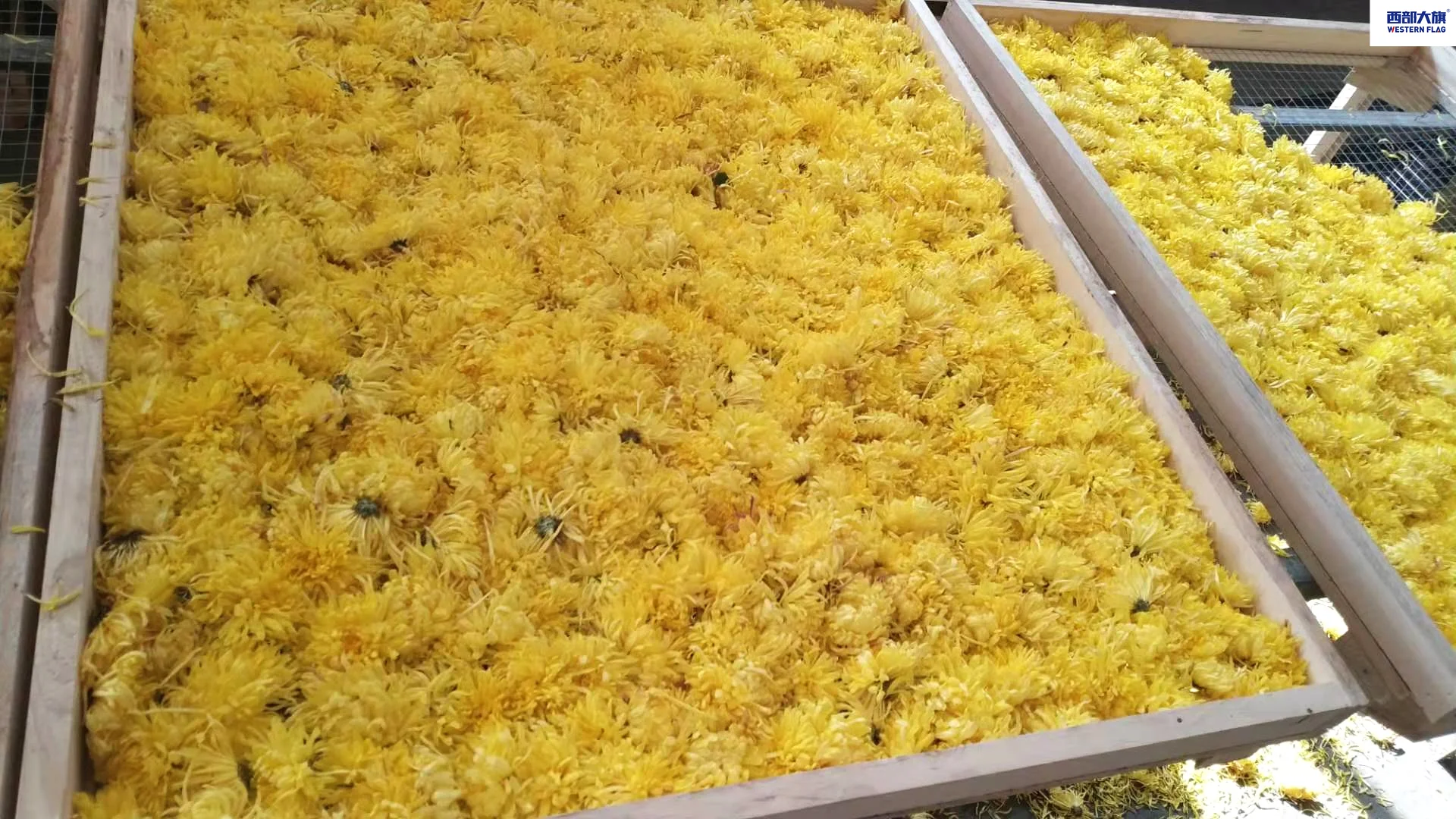 金絲皇菊