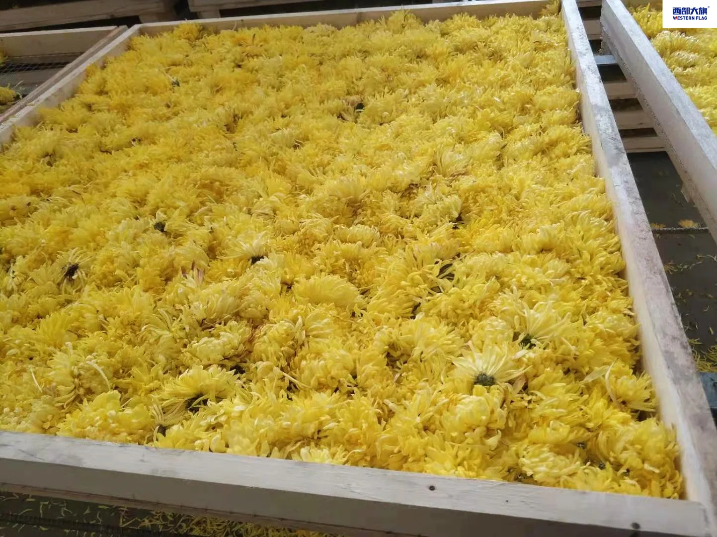 金絲皇菊