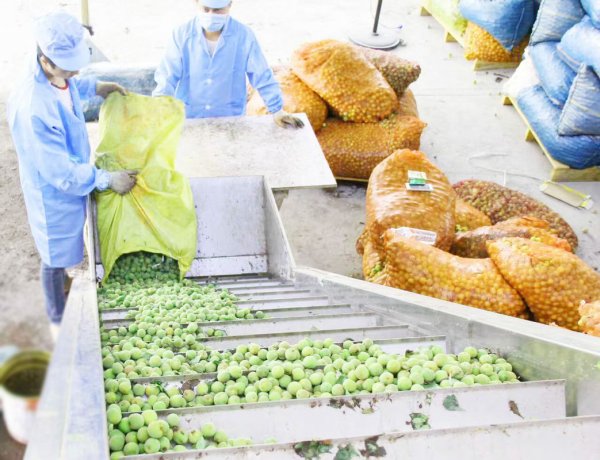 油柑汁油柑果醬生産線
