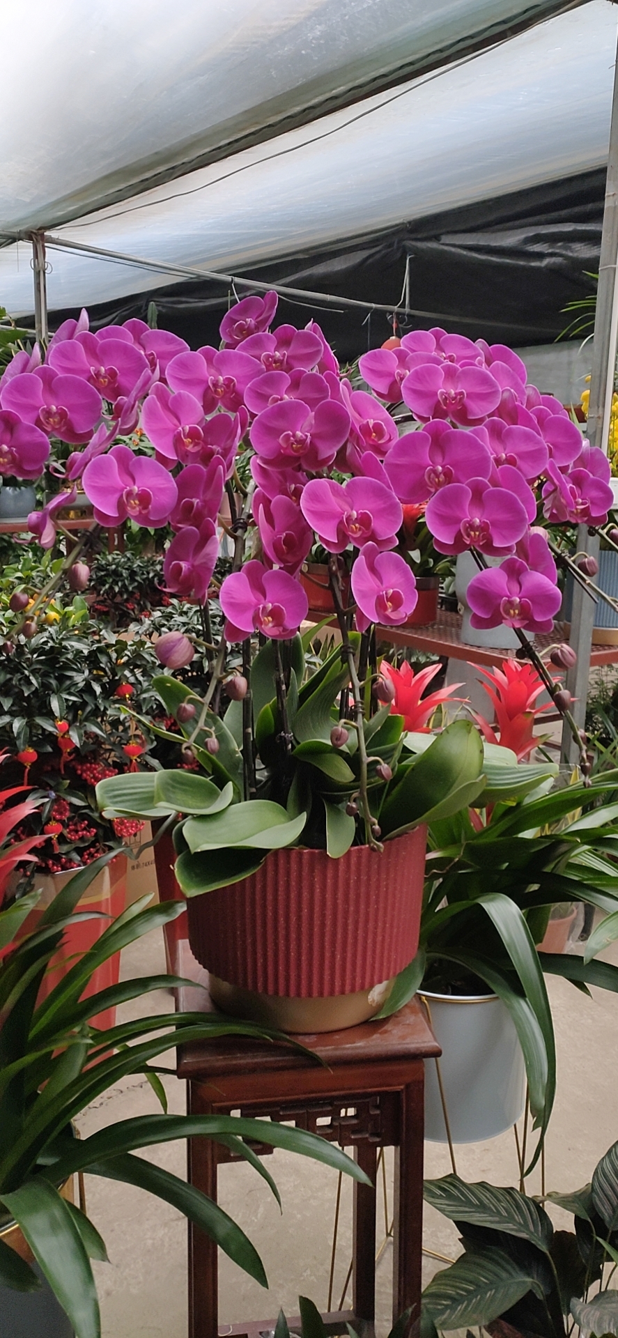 蝴蝶蘭的養(yǎng)殖方法和注意事項