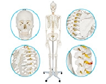 男性骨骼全身模型（170cm）
