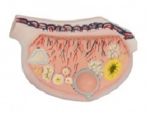 卵巢解剖放大模型
