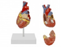 心臟解剖模型（2部件）（帶數(shù)字標識）