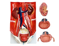 泌尿系統(tǒng)模型（4部件）