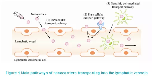  AVT分享淋巴靶向藥物遞送系統(tǒng)的研究進(jìn)展-艾偉拓（上海）醫(yī)藥科技有限公司
