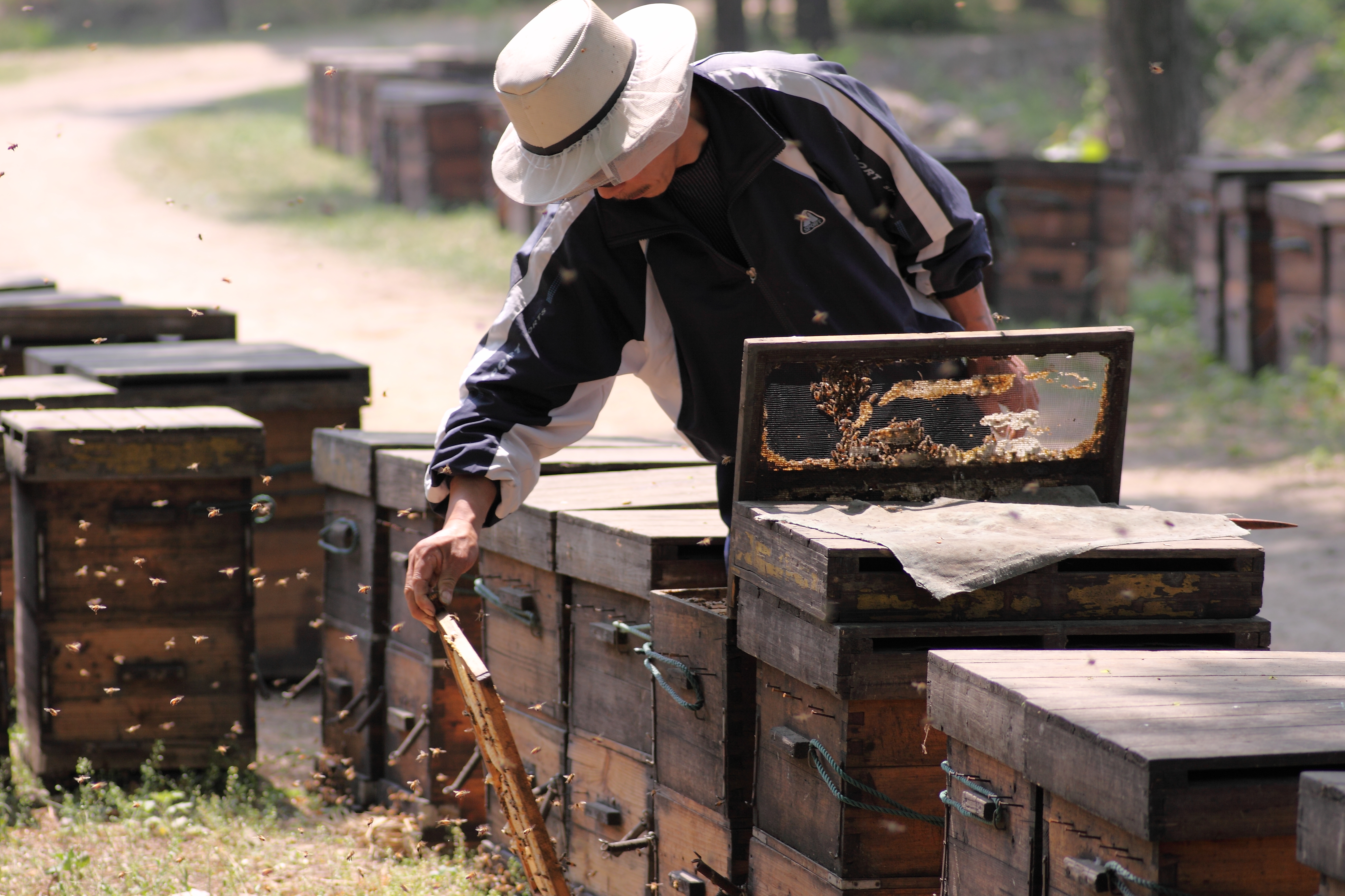 蜜蜂養(yǎng)殖技術(shù)及管理要點(diǎn)