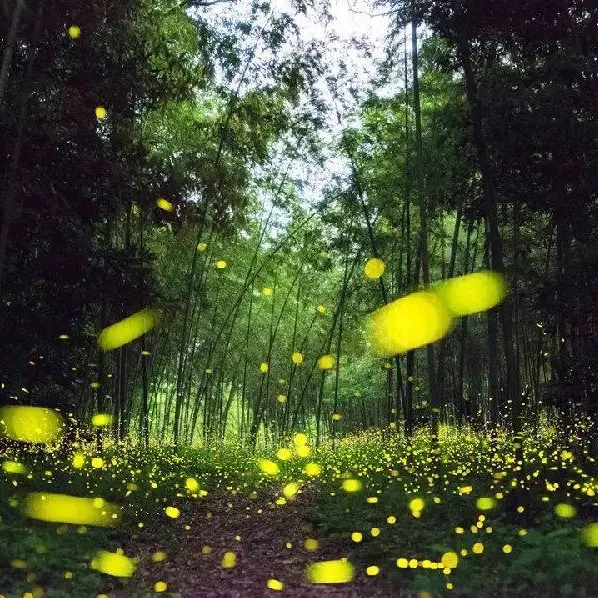 動(dòng)感螢火蟲.jpg