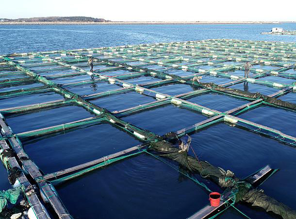 漁業(yè)養(yǎng)殖