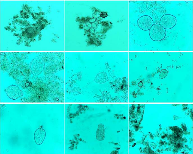 生物聚氨酯親水海綿填料