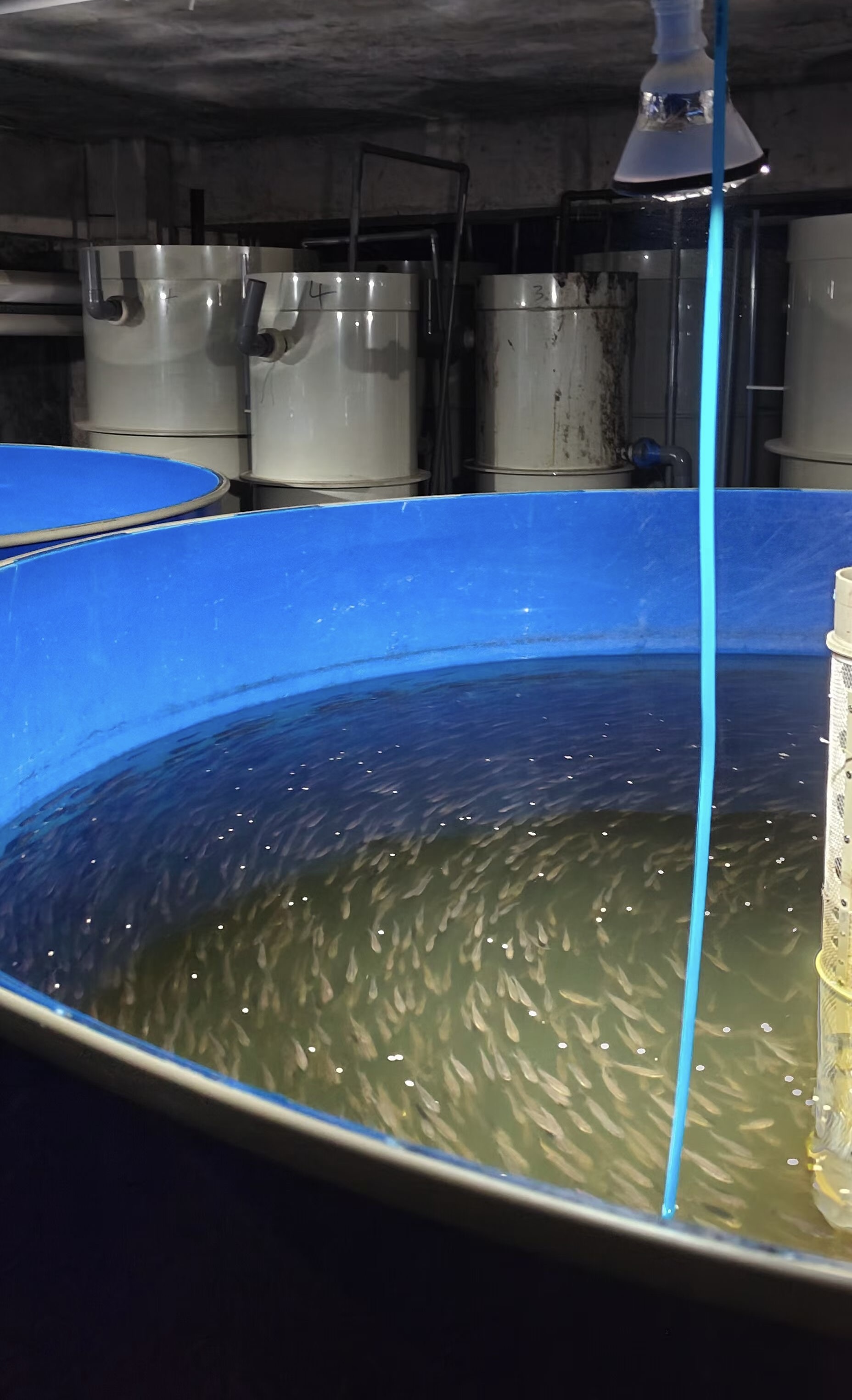 生物聚氨酯親水海綿填料