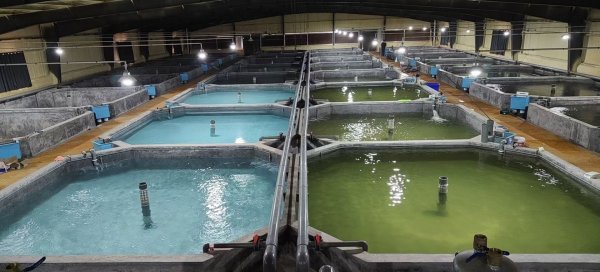 生物聚氨酯親水海綿填料