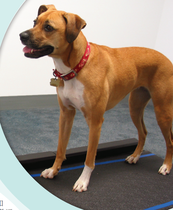 Tekscan-Walkway動物步態(tài)分析系統(tǒng)