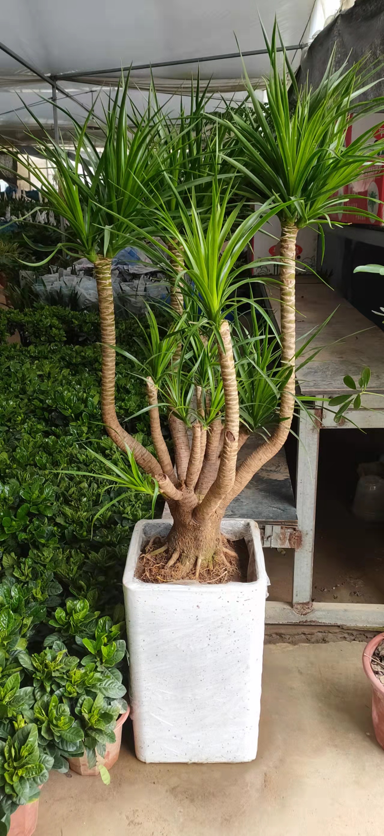 綠化植物墻給辦公室?guī)淼暮锰帲? title=