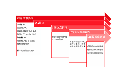 细胞STR鉴定-上海翼和应用生物技术有限公司