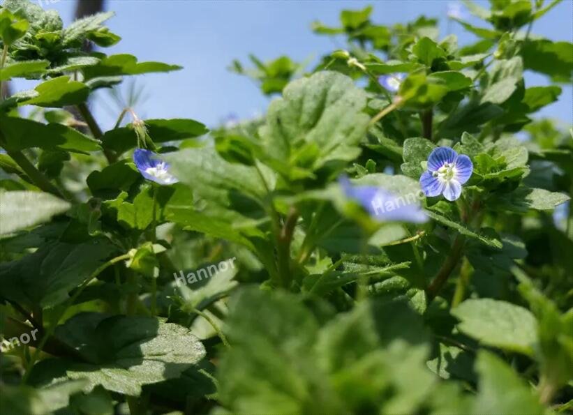 LEHU乐虎 | 植物科普日志【第1期】