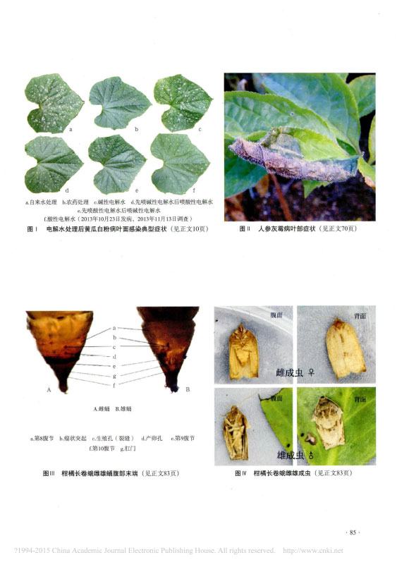 電解水對黃瓜白粉病的防效以及對黃瓜生長和品質(zhì)的影響_魏肖鵬.jpg